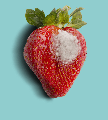 A single strawberry